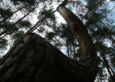 Theo các chuyên gia, số cây thông đặc biệt trên được trồng vào năm 1930. Sau khi trồng được khảng 7 - 10 năm, phần dưới của cây thông bắt đầu bị uốn cong một cách kỳ lạ.