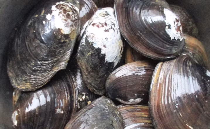 Con vật cao tuổi nhất từng được biết đến trên thế giới là một con trai 405 năm tuổi. Nó được phát hiện năm 2007.