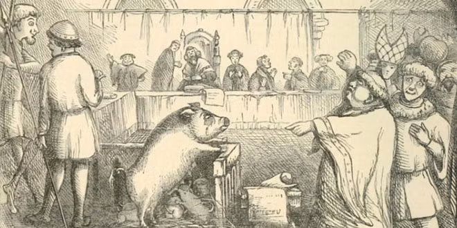 Năm 1368, một con lợn ở Pháp bị xử tử vì tội giết người.