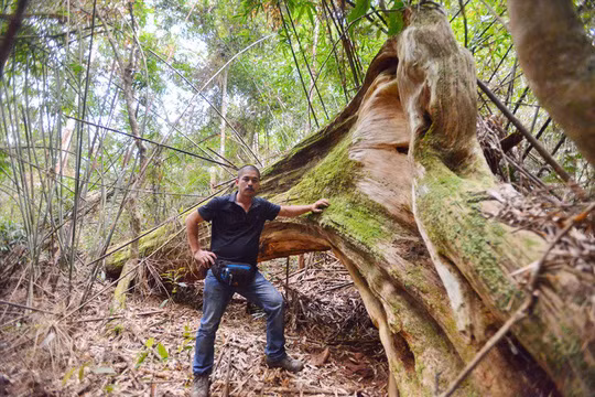 Một trong số gần 80 cây pơmu bị gãy đổ hiện vẫn được bảo quản nguyên trạng ngay trong vùng lõi. Ảnh: Thuận Quảng