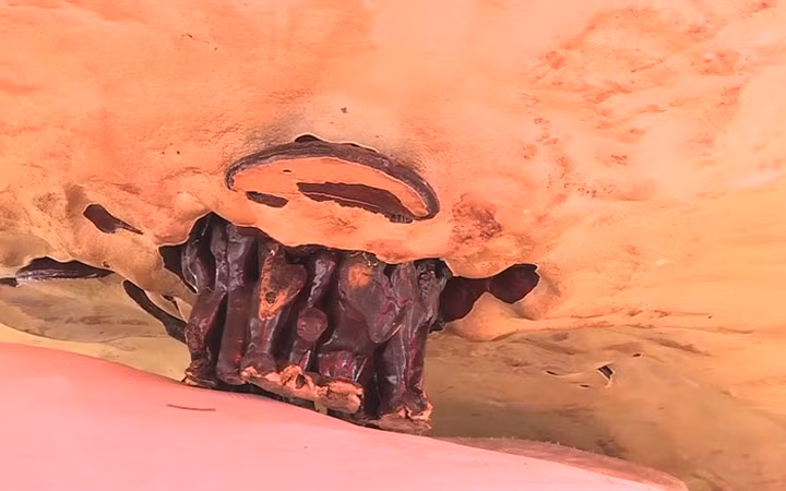 Nấm linh chi là một trong những vị thuốc quý.