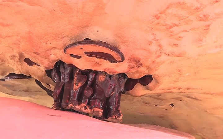 Nấm linh chi là một trong những vị thuốc quý.