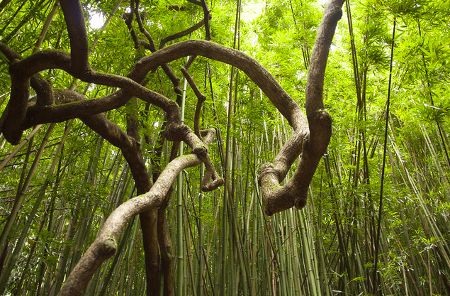 Khu rừng huyền bí Krzywy Las là nơi duy nhất trên Trái đất xuất hiện những cây thông kỳ lạ như vậy.