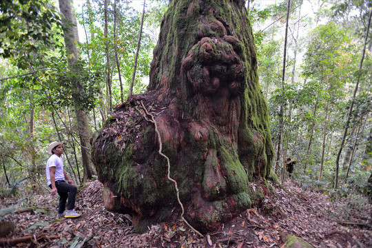 Gốc pơmu khổng lồ có hình dáng như một con hổ đang thu mình ngồi im với vẻ mặt đầy bí hiểm. Ảnh: Thuận Quảng