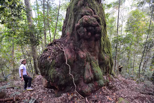 Gốc pơmu khổng lồ có hình dáng như một con hổ đang thu mình ngồi im với vẻ mặt đầy bí hiểm. Ảnh: Thuận Quảng