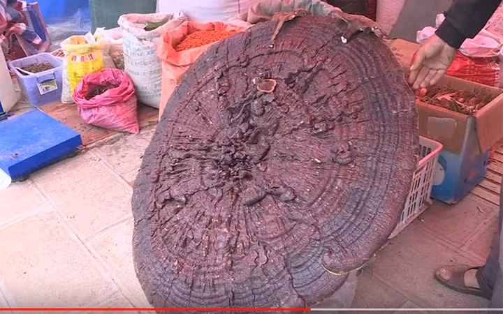 Cây nấm khổng lồ như thế này rất hiếm có.