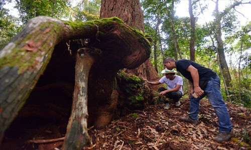 Một chiếc hang được hình thành nên từ bộ rễ khổng lồ của cây pơmu cổ. Ảnh: Thuận Quảng