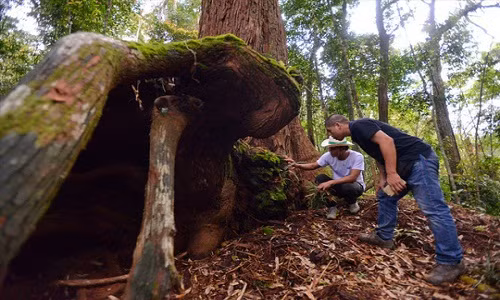 Một chiếc hang được hình thành nên từ bộ rễ khổng lồ của cây pơmu cổ. Ảnh: Thuận Quảng