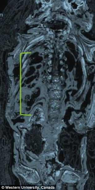 Cụ thể, kết quả kiểm tra cho thấy xác ướp tí hon mà mọi người cứ nghĩ là của diều hâu lại là một đứa trẻ chết yểu khi 23 - 28 tuần tuổi.