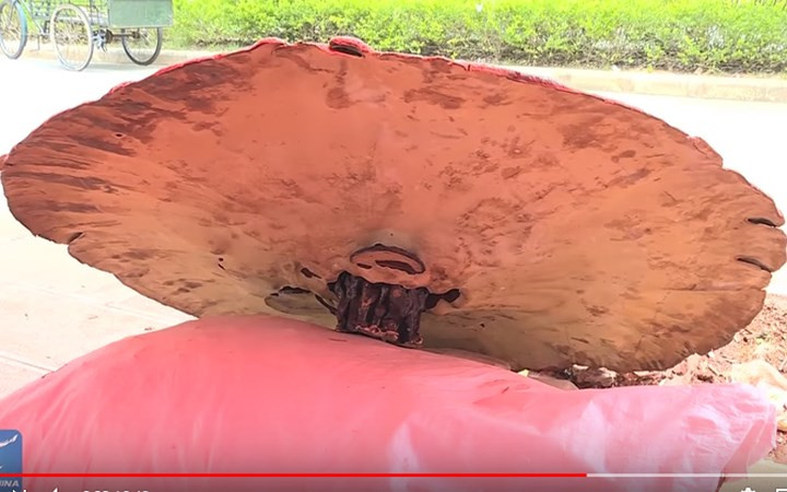 Nhiều người sẵn sàng chi một số tiền không nhỏ để mua về sử dụng.