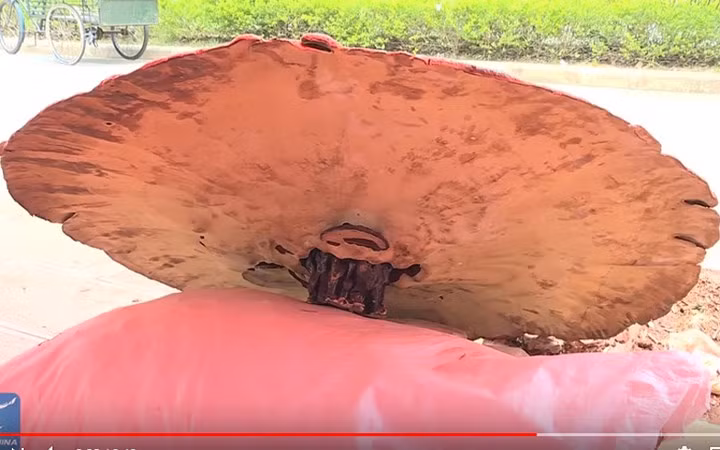 Nhiều người sẵn sàng chi một số tiền không nhỏ để mua về sử dụng.