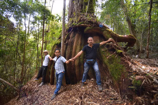 Cây pơmu được đặt tên Rồng có chu vi gốc 6 - 7 người ôm. Ảnh: Thuận Quảng