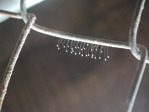 Hoa Ưu đàm có kích thước rất nhỏ, màu trắng và trông rất mỏng manh. Loài hoa này tỏa ra mùi hương rất thơm khi nở. Nó được coi là hoa quý và luôn thu hút sự quan tâm của dư luận mỗi lần nở hoa.