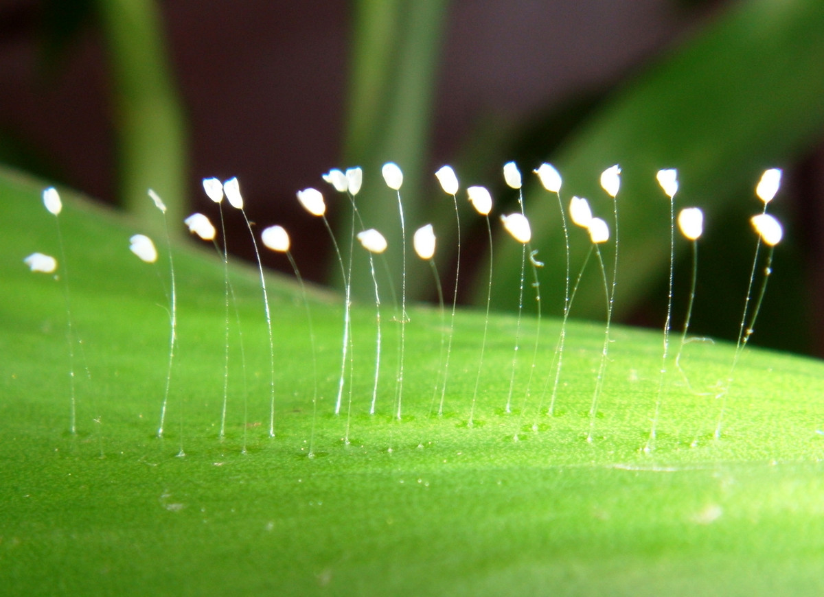 Nguyên do là vì hoa Ưu đàm được cho là phải đến 3.000 năm mới nở một lần. Vì vậy, nhiều người phải may mắn lắm mới được thấy hoa Ưu đàm nở.
