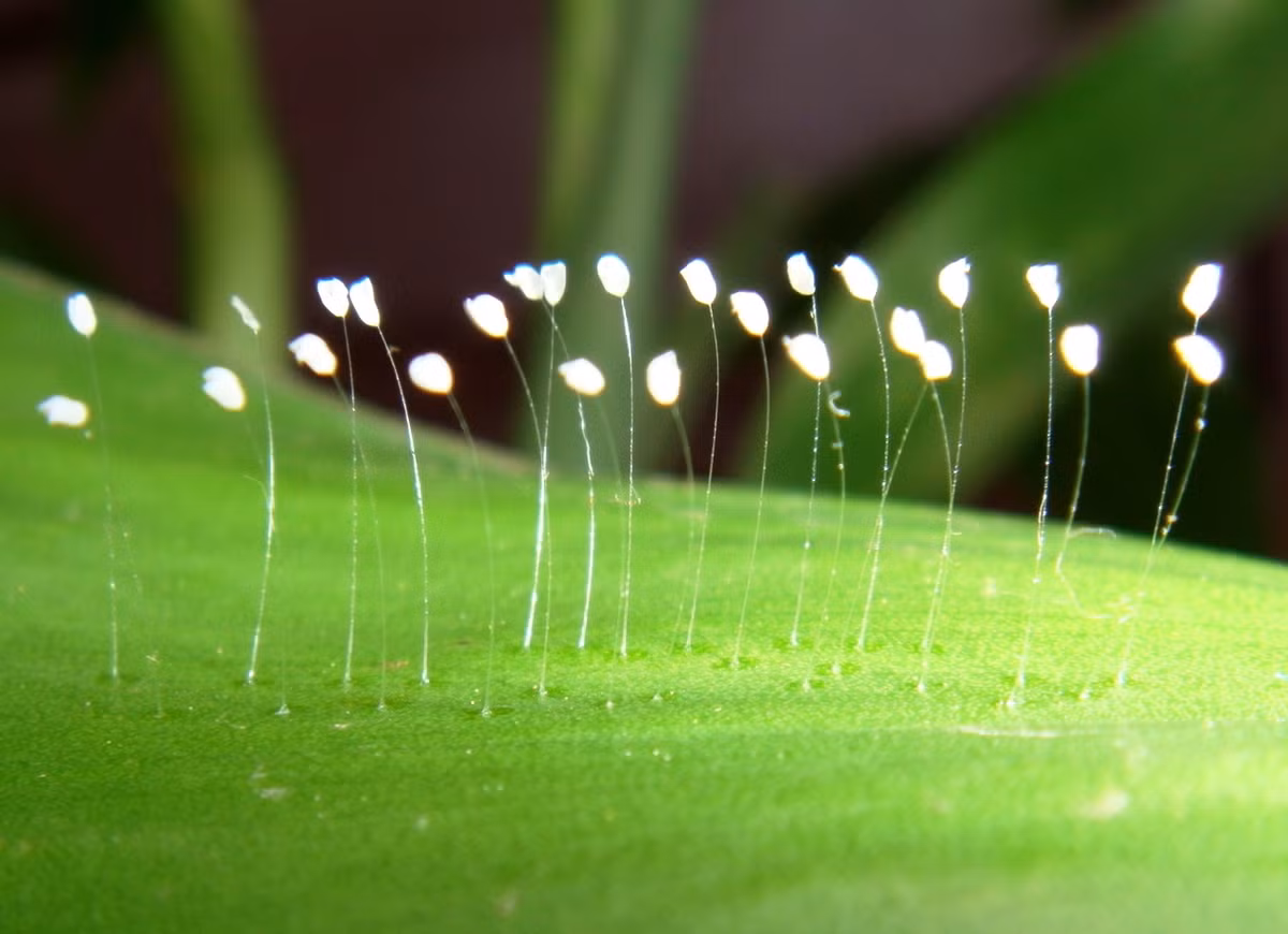 Nguyên do là vì hoa Ưu đàm được cho là phải đến 3.000 năm mới nở một lần. Vì vậy, nhiều người phải may mắn lắm mới được thấy hoa Ưu đàm nở.