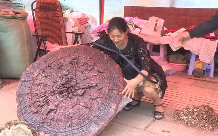 Cây nấm linh chi này thu hút sự chú ý của nhiều người bởi độ "khủng" của nó.