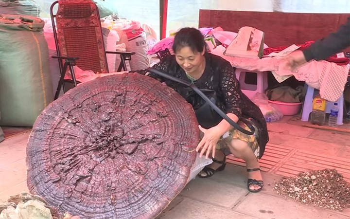 Cây nấm linh chi này thu hút sự chú ý của nhiều người bởi độ "khủng" của nó.