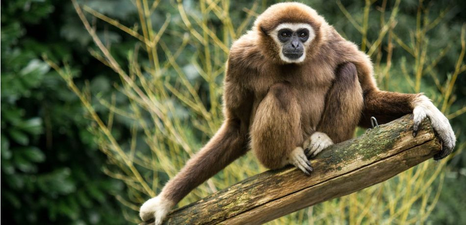 Tuy nhiên, loài vượn này đã tuyệt chủng. Nguyên nhân có thể là do các hoạt động của con người như săn bắn và phá rừng.