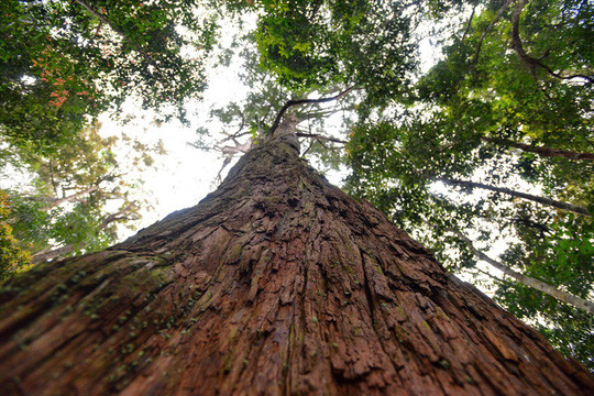 Lớp vỏ sần sùi và dáng đứng thẳng tắp đầy đặc trưng của loài pơmu cổ. Ảnh: Thuận Quảng