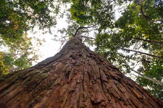 Lớp vỏ sần sùi và dáng đứng thẳng tắp đầy đặc trưng của loài pơmu cổ. Ảnh: Thuận Quảng