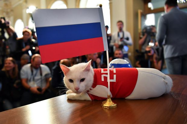 Điều này đồng nghĩa với việc Achilles dự đoán đội chủ nhà sẽ giành chiến thắng trong trận khai mạc.