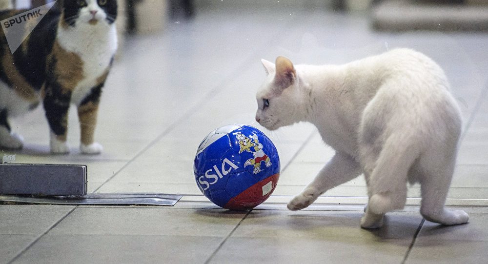 Trước khi trổ tài tiên tri World Cup 2018, mèo Achilles cũng từng dự đoán kết quả trận đấu trong khuôn khổ Confederations Cup 2017.