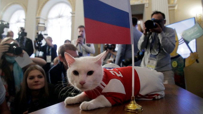 Trong suốt 1 năm vừa qua, mèo Achilles đã được chuẩn bị cho World Cup 2018, tham gia vào các sự kiện cộng đồng, tập luyện để giảm cân cũng như tập luyện để trổ tài tiên tri kết quả các trận đấu mà không bị ảnh hưởng bởi ánh đèn flash hay sự có mặt của người lạ.