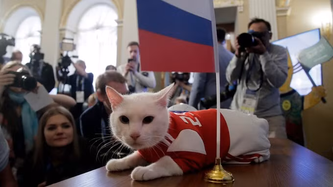 Trong suốt 1 năm vừa qua, mèo Achilles đã được chuẩn bị cho World Cup 2018, tham gia vào các sự kiện cộng đồng, tập luyện để giảm cân cũng như tập luyện để trổ tài tiên tri kết quả các trận đấu mà không bị ảnh hưởng bởi ánh đèn flash hay sự có mặt của người lạ.