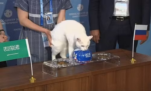 Theo đó, ban tổ chức đặt 2 bát thức ăn trên bàn bên cạnh là lá cờ của Nga và Saudi Arabia.