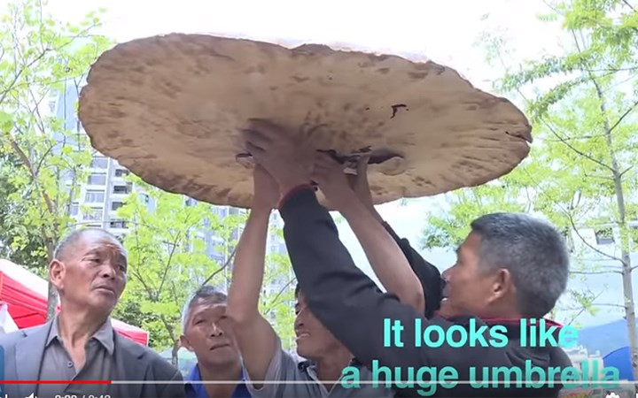 Nấm linh chi khổng lồ trông giống như một chiếc ô lớn.