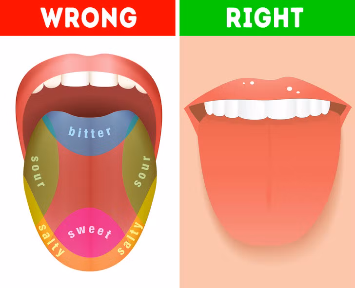 Lâu nay, nhiều người lầm tưởng con người chỉ có 5 giác quan. Tuy nhiên, sự thật không phải vậy. Một số chuyên gia, nhà khoa học chỉ ra con người có nhiều hơn 5 giác quan.