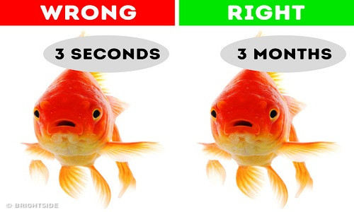 Nhiều người lầm tưởng rằng cá vàng chỉ có trí nhớ 3 giây. Quan niệm cho rằng cá vàng hay quên đã được không ít người tin là thật khi xem i các bộ phim như Đi tìm Nemo. Trong bộ phim này, nhân vật chú cá “đãng trí” Dory khiến nhiều người lầm tưởng cá vàng rất hay quên.