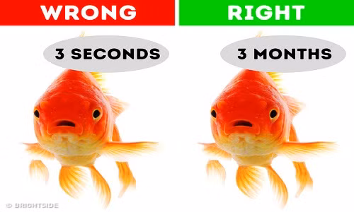 Nhiều người lầm tưởng rằng cá vàng chỉ có trí nhớ 3 giây. Quan niệm cho rằng cá vàng hay quên đã được không ít người tin là thật khi xem i các bộ phim như Đi tìm Nemo. Trong bộ phim này, nhân vật chú cá “đãng trí” Dory khiến nhiều người lầm tưởng cá vàng rất hay quên.