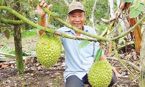 Vườn sầu riêng của ông Trần Đình Thanh. Ông Thanh hiện rất phấn khởi với mô hình trồng vườn cây ăn trái cho khách du lịch vô hái, nói không với thương lái.