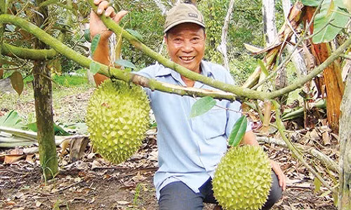 Vườn sầu riêng của ông Trần Đình Thanh. Ông Thanh hiện rất phấn khởi với mô hình trồng vườn cây ăn trái cho khách du lịch vô hái, nói không với thương lái.