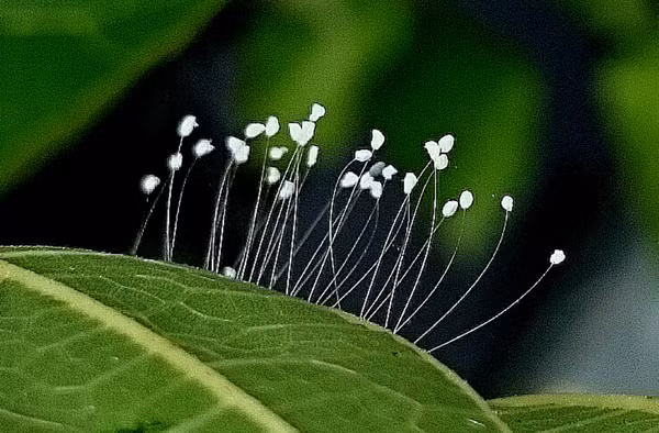 Theo Phật giáo, sự xuất hiện của hoa Ưu Đàm (có tên tiếng Phạn là Udumbara, tiếng Trung Quốc là Ô-đàm, gọi đầy đủ là Ưu đàm bát la, Ô đàm bạt la, Ô đàm bát la, Uất đàm, Ưu đàm bát hoa, gọi tắt là Đàm hoa) là dấu hiệu cho biết Đức Chuyển Luân Thánh Vương đã đến để chỉnh lại công lý trong thế giới này.