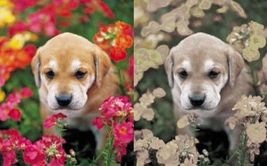 Do vậy, những con chó nhìn thế giới thông qua các màu sắc: màu vàng, màu xanh và màu xám.