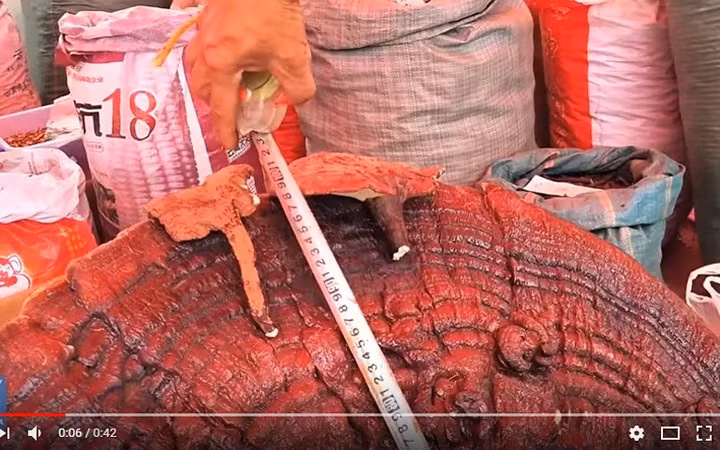 Kích thước và trọng lượng của cây nấm linh chi này thuộc diện hiếm có.