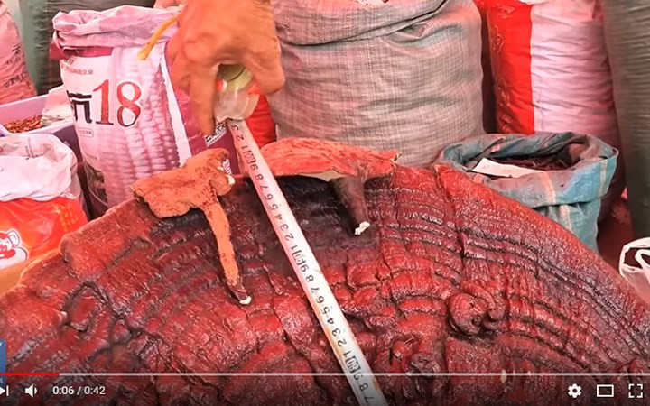 Kích thước và trọng lượng của cây nấm linh chi này thuộc diện hiếm có.