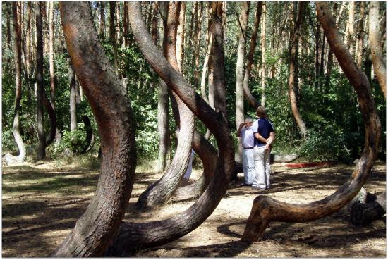 Một giả thuyết khác lại cho rằng, khu rừng này chịu tác động của con người. Chúng bị con người uốn cong một cách có chủ đích. Tuy nhiên, không ai có thể giải thích được vì sao những cây thông này lại cùng uốn cong 90 độ về hướng Bắc.