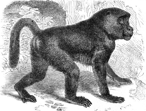 Chó và khỉ cũng được huấn luyện nghe lời chủ sẵn sàng hành động khi được lệnh tấn công.