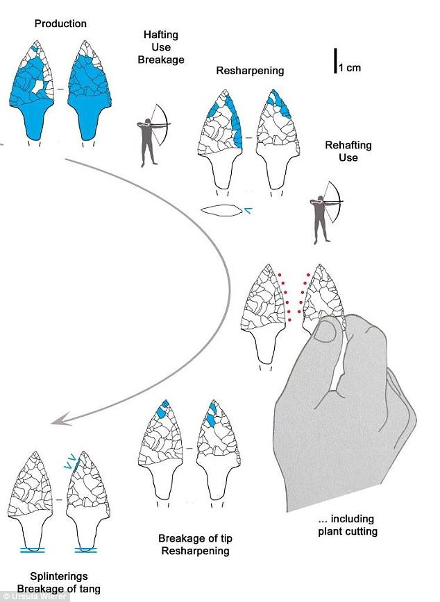 Viên đá được sử dụng để mài sắc những công cụ trên được người băng Otzi lấy từ một số mỏm đá (hiện nằm trong vùng Trentino của Italy).