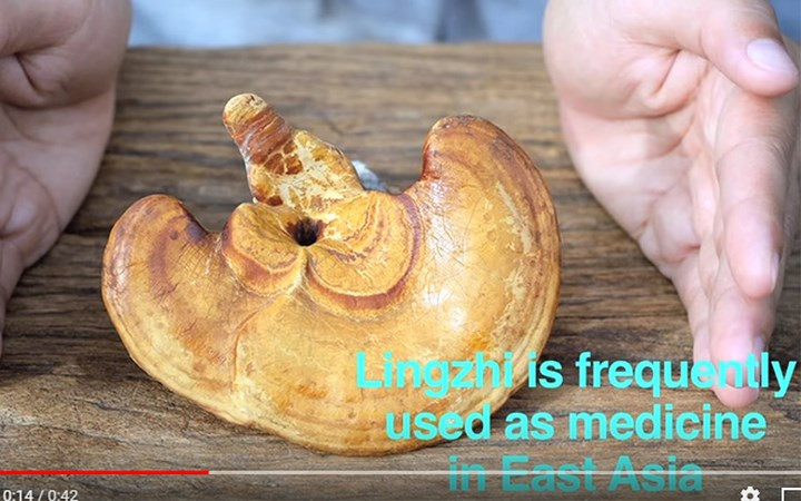 Nấm linh chi vốn được coi là một vị thuốc ở khu vực Đông Á.
