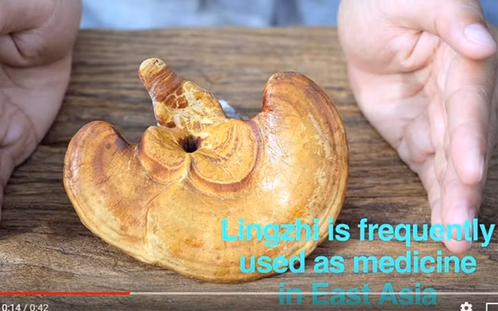 Nấm linh chi vốn được coi là một vị thuốc ở khu vực Đông Á.