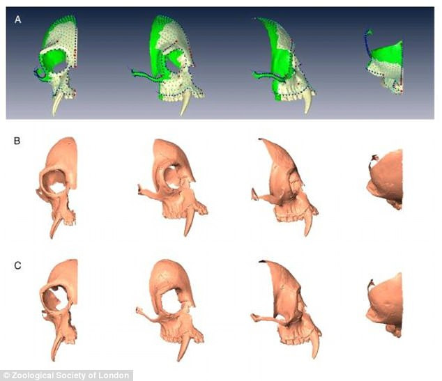 Việc tìm thấy hài cốt của một loài vượn lạ đã tuyệt chủng cho thấy vào thời điểm ấy, loài vật này được coi là cao quý và được giới quý tộc Trung Quốc thời xưa nuôi làm cảnh.