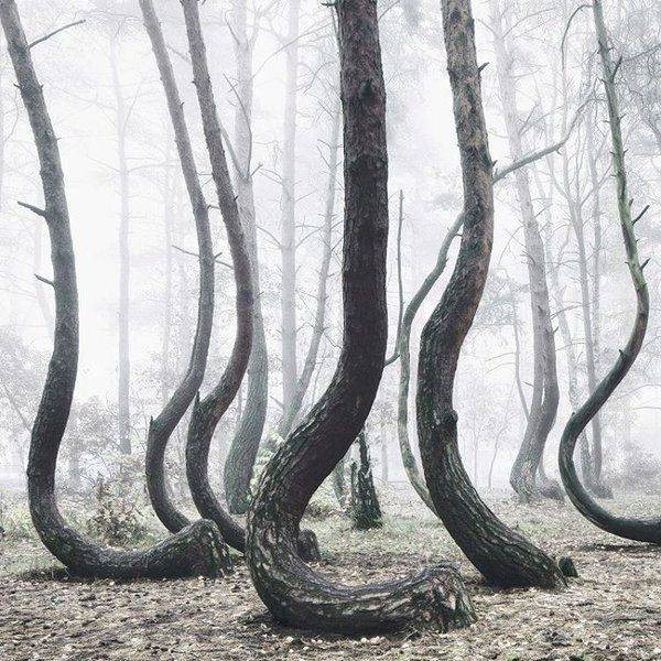 Điều khiến mọi người chú ý là những cây thông trong khu rừng này lại vô cùng đặc biệt ở chỗ phần thân vừa đâm khỏi mặt đất liền bị uốn cong thành hình chữ C rồi mới tiếp tục vươn thẳng lên trời.