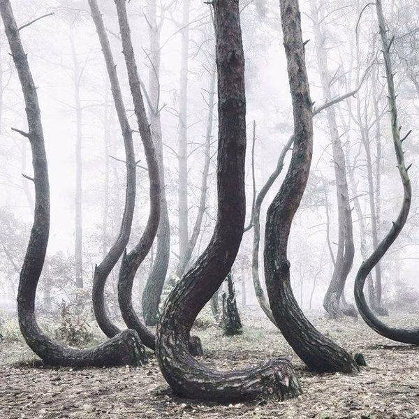 Điều khiến mọi người chú ý là những cây thông trong khu rừng này lại vô cùng đặc biệt ở chỗ phần thân vừa đâm khỏi mặt đất liền bị uốn cong thành hình chữ C rồi mới tiếp tục vươn thẳng lên trời.