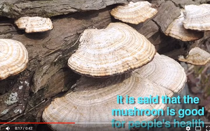 Công dụng của nấm linh chi rất tốt cho sức khỏe.