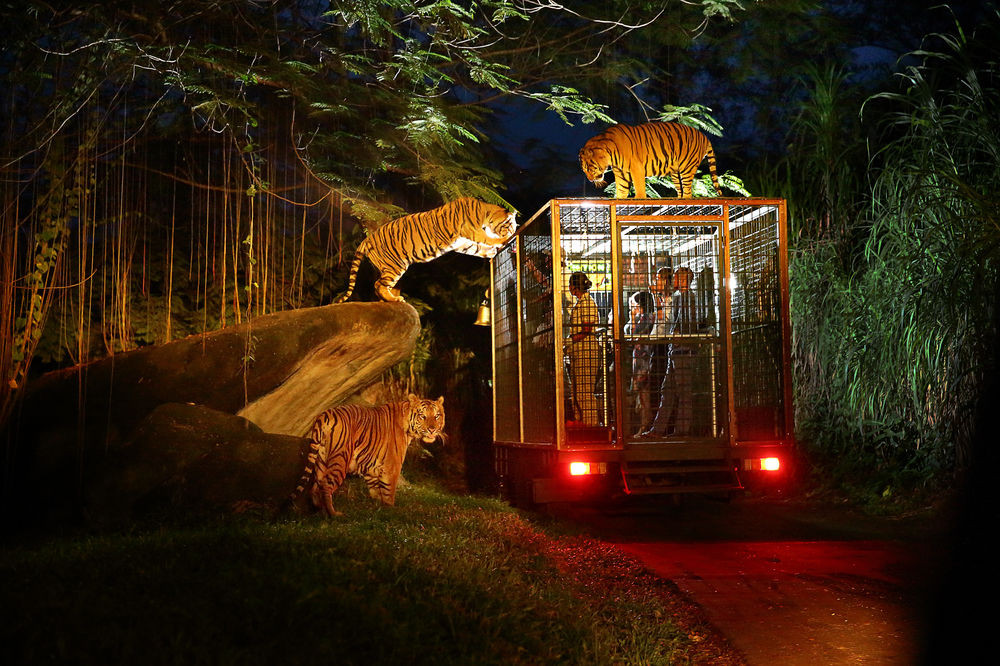 Singapore là quốc gia có vườn thú đêm độc đáo đầu tiên trên thế giới có tên "Night Safari".