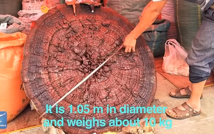 Cây nấm linh chi có đường kính tới 1,05 m, nặng khoảng 10 kg.